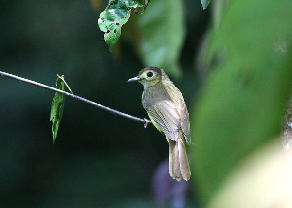 10206絲背鵯Hairy backed Bulbul Tricholestes criniger.jpg