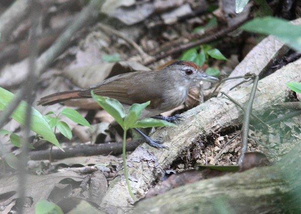 11308大紅頭樹鶥Rufous crowned Babbler Malacopteron magnum.jpg
