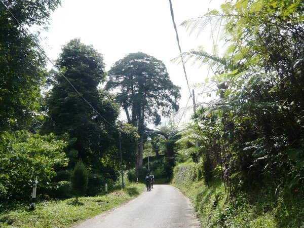 FHNP09 Old Road.JPG