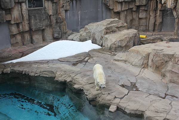 &lt;神戶景點&gt; 神戶市立王子動物園（2015 春賞櫻與秋天溜小