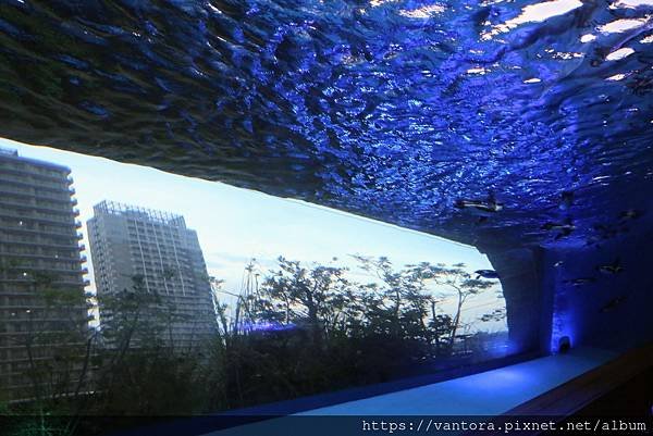 &lt;東京水族館&gt; 就在屋頂的陽光水族館