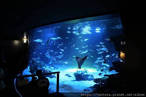 &lt;東京水族館&gt; 就在屋頂的陽光水族館