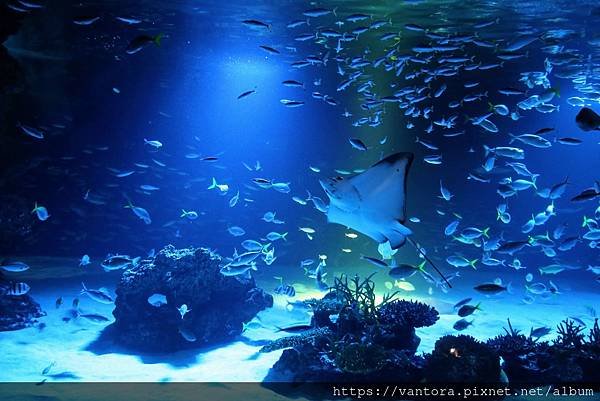 &lt;東京水族館&gt; 就在屋頂的陽光水族館