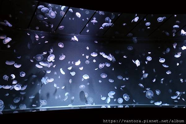 &lt;東京水族館&gt; 就在屋頂的陽光水族館