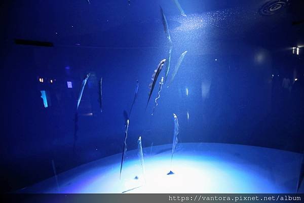 &lt;東京水族館&gt; 就在屋頂的陽光水族館