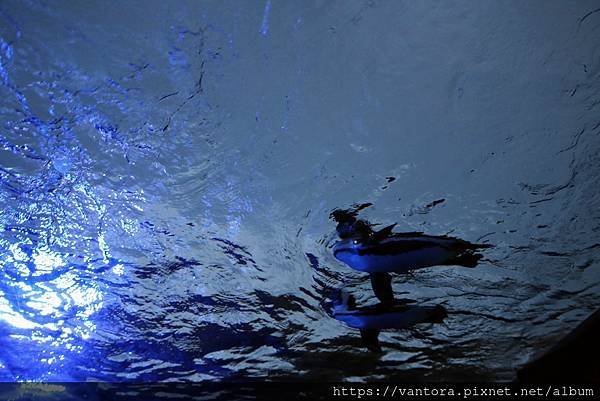 &lt;東京水族館&gt; 就在屋頂的陽光水族館