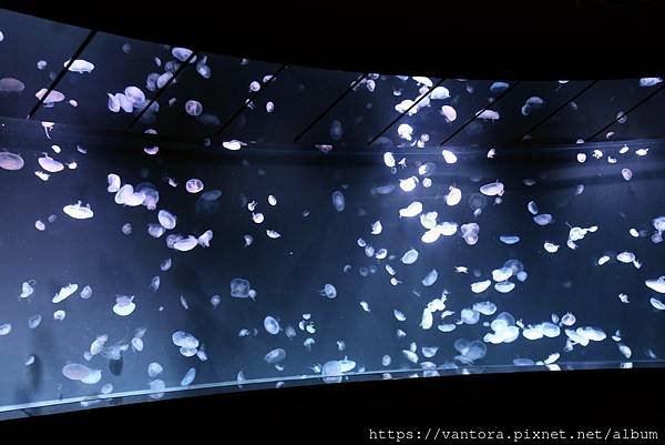 &lt;東京水族館&gt; 就在屋頂的陽光水族館