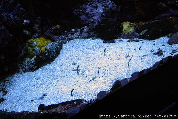 &lt;東京水族館&gt; 就在屋頂的陽光水族館