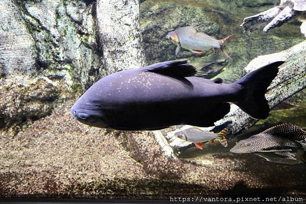 &lt;東京水族館&gt; 就在屋頂的陽光水族館