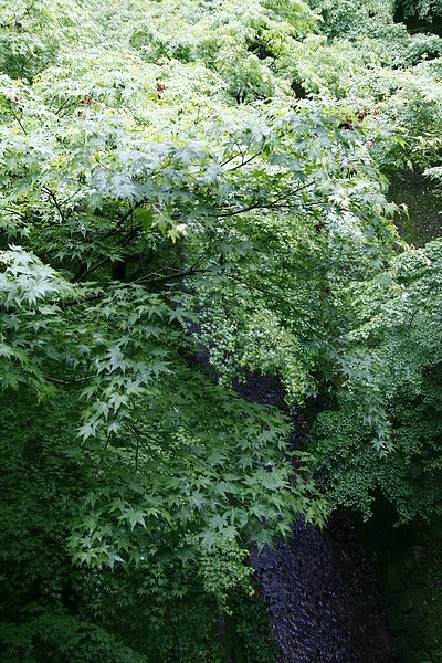 ＜京都景點＞2010 京都 東福寺