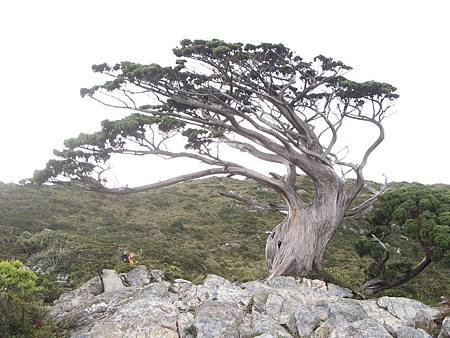 day 2 _03__向陽明樹_玉山扁柏.JPG