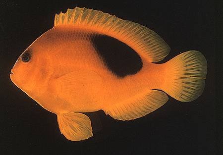 Amphiprion ephippium002.jpg