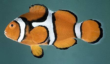Amphiprion percula001.jpg