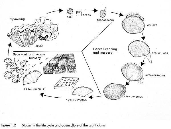 fig1_2.JPG