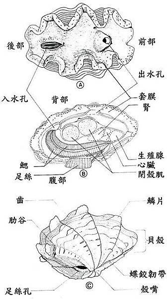 FIG1_1C.JPG