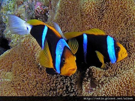 Amphiprion chrysopterus03.jpg