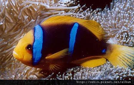 Amphiprion chrysopterus04.jpg