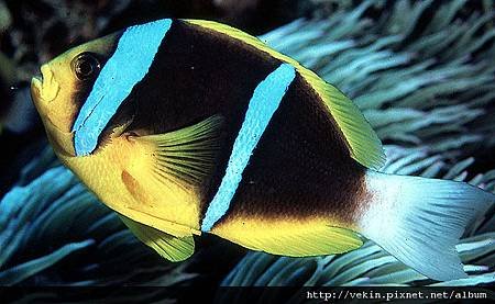 Amphiprion chrysopterus02.jpg