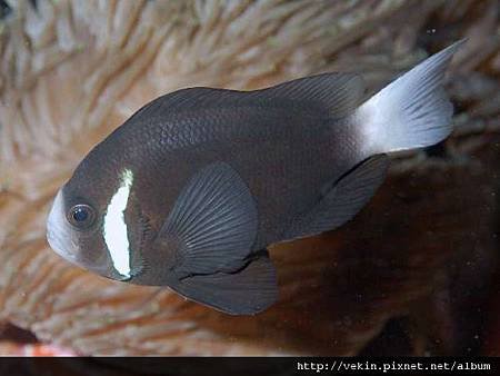 Amphiprion mccullochi002.jpg