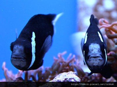 Amphiprion mccullochi003.jpg