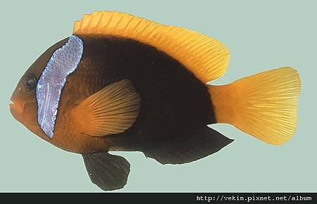 Amphiprion melanopus001.jpg