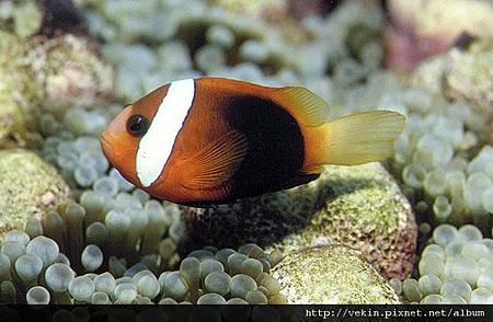 Amphiprion melanopus002.jpg