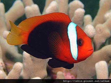 Amphiprion melanopus003.jpg