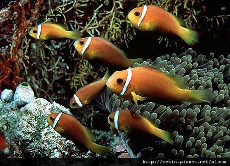 Amphiprion nigripes001.jpg