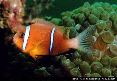 Amphiprion omanensis001.jpg