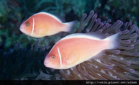 Amphiprion perideraion003.jpg