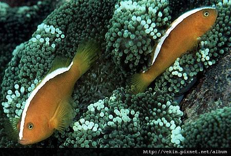 Amphiprion sandaracinos002.jpg