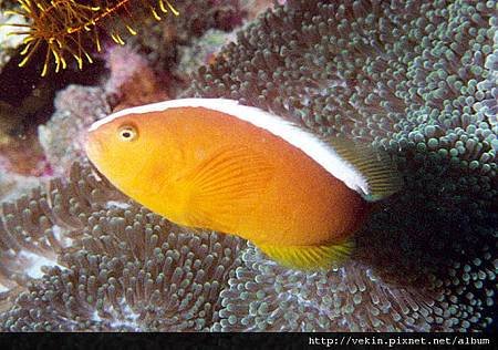 Amphiprion sandaracinos003.jpg