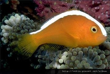 Amphiprion sandaracinos004.jpg