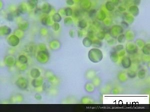 fig03-03nannochloropsis_oculata03.jpg