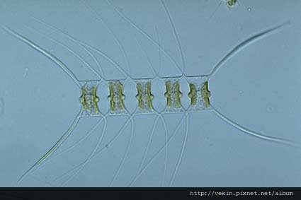 fig03-05chaetoceros_muelleri02.jpg