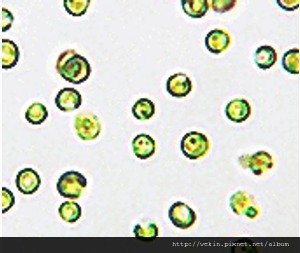 fig03-03nannochloropsis_oculata02.jpg