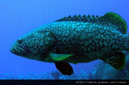 Epinephelus lanceolatus002