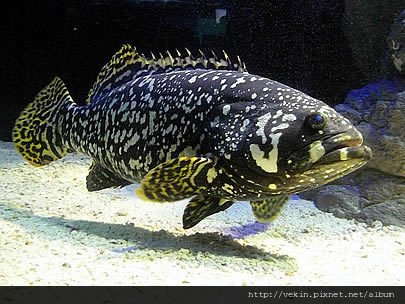 Epinephelus lanceolatus001