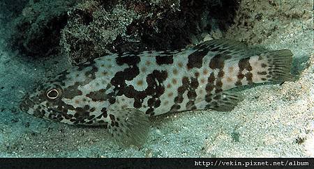 Epinephelus coioides002