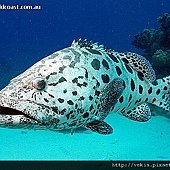 Epinephelus tukula003