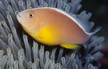 Amphiprion akallopisos002.jpg