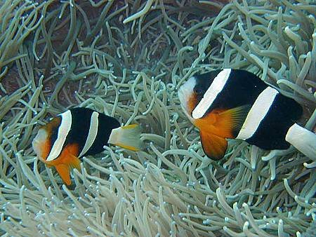 Amphiprion clarkii003.jpg