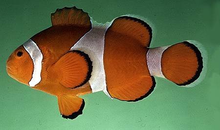 Amphiprion ocellaris002.jpg