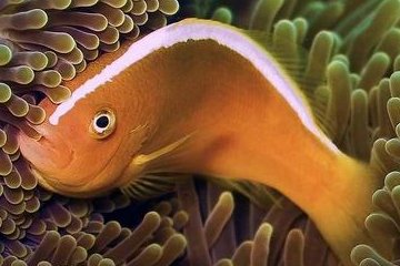 Amphiprion akallopisos001.jpg