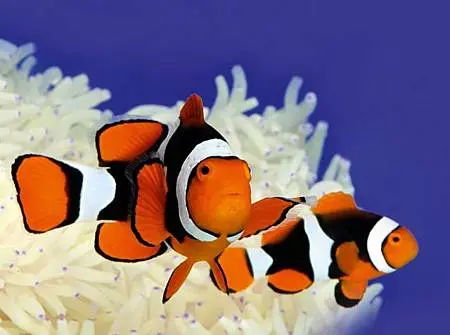 Amphiprion percula003.jpg