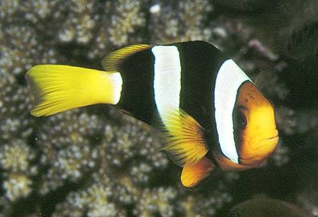 Amphiprion clarkii002.jpg