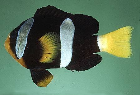 Amphiprion clarkii001.jpg