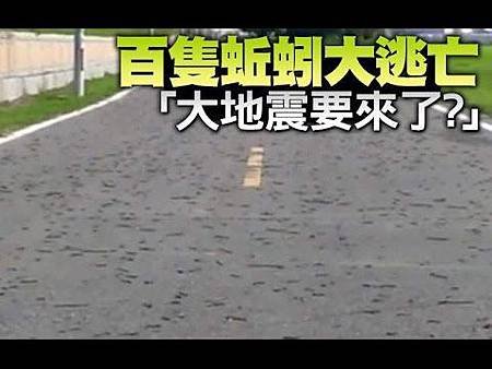 千隻蚯蚓上路疑地震？碰到地震時，該怎麼反應呢？