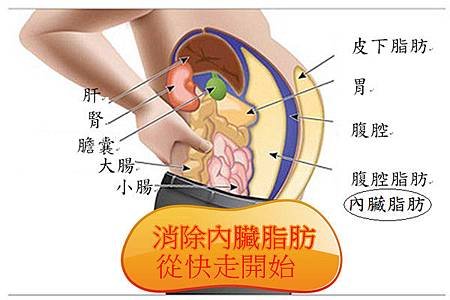 消除內臟脂肪，從快走開始