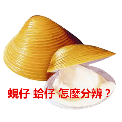 蜆仔 蛤仔 怎麼分辨？.png